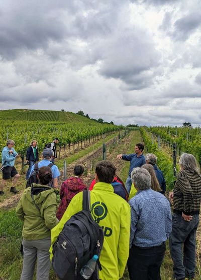 Foto eines Weinbergs im Sommer. Im Vordergrund steht eine Menschengruppe mit dem Rücken zur Kamera und hört einer Person zu, die in der Mitte des Bildes spricht und dabei gestikuliert.