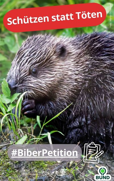 BUND-Kampagnenbild zeigt einen Biber im Grünen, umgeben von Gras und Vegetation. Über dem Foto ein rotes Banner mit der Aufschrift "Schützen statt Töten". Unten links der Hashtag #BiberPetition mit Clipboard-Icon, unten rechts das BUND-Logo. Foto: Martin Oschätzla