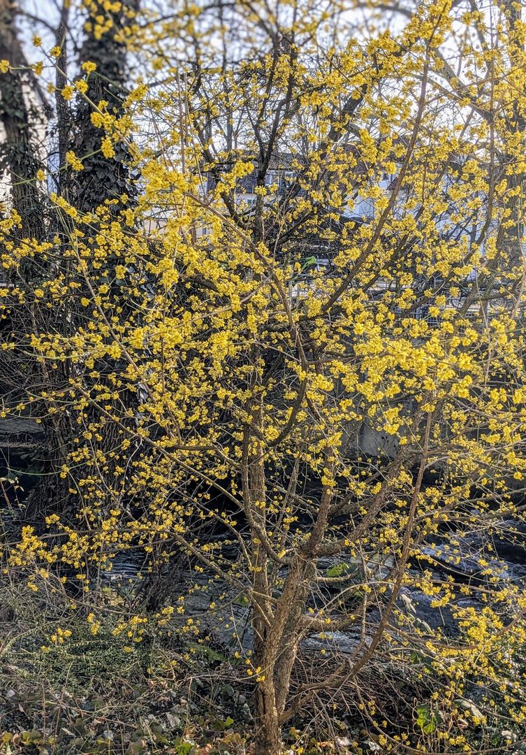 Foto einer gelb blühenden Strauchs mit einer blätterlosen Hecke im Hintergrund.