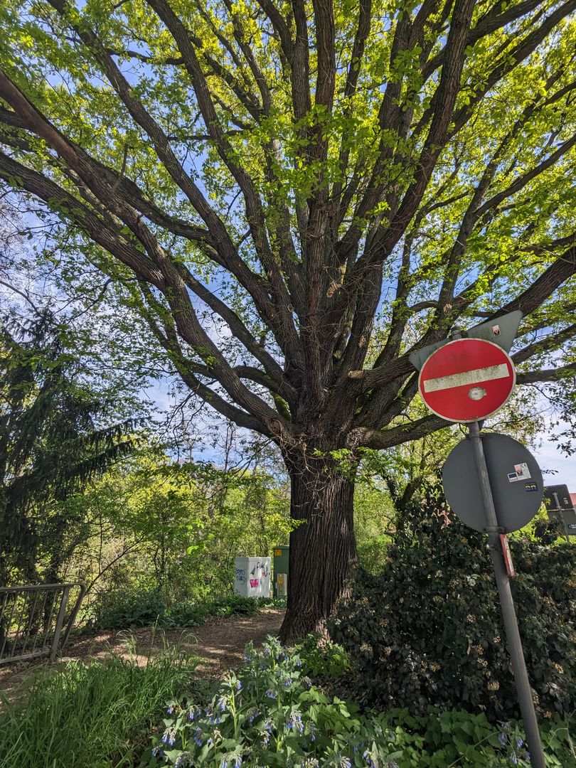 Alte Eiche, Weinheim (Foto: Lupp)
