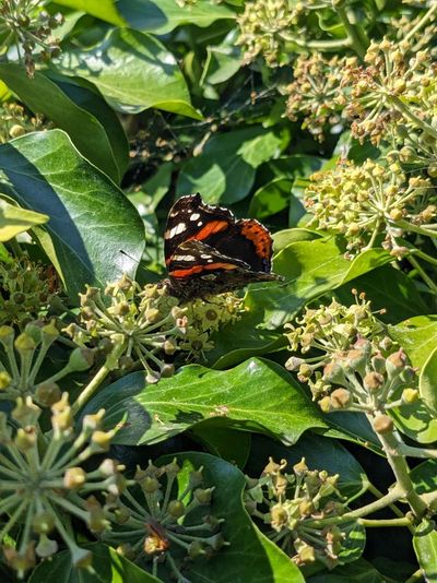 Foto einer hellgrün blühenden Efeu Pflanze, auf der ein Schmetterling sitzt. Der Schmetterling ist schwarz mit weißen Punkten und orangenen Flecken