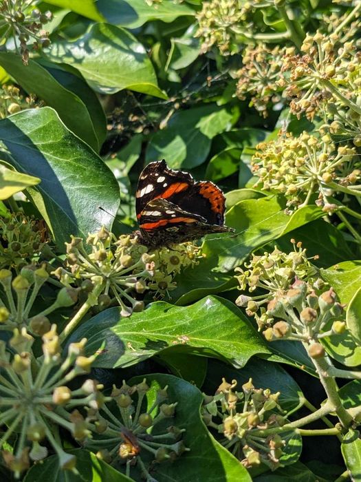 Foto einer hellgrün blühenden Efeu Pflanze, auf der ein Schmetterling sitzt. Der Schmetterling ist schwarz mit weißen Punkten und orangenen Flecken