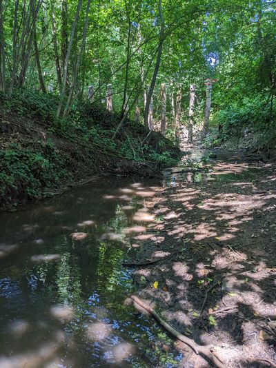 Foto eines schmalen Baches in einem Wald. Das Bachbett ist breiter als der Wasserstand.